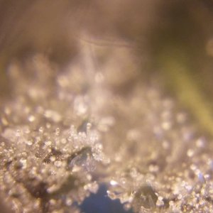 Trichomes.jpg