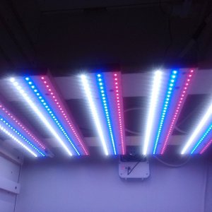 LED veg cupboard lights.jpg