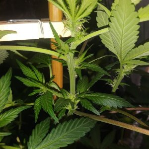 Alien day 10 flower.jpg