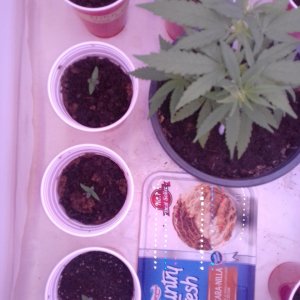 Cali orange and Stitch seedlings.jpg