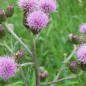 Cirsium-arvense-Creeping-Thistle-Canada-Thistle3-351x221.jpg