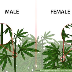 aid3289179-v4-728px-Identify-Female-and-Male-Marijuana-Plants-Step-1-Version-3.jpg