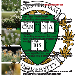 When-to-harvest-trichome-chart.png