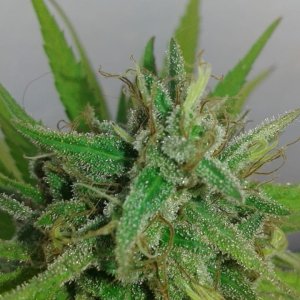 Close up number four bud.jpg