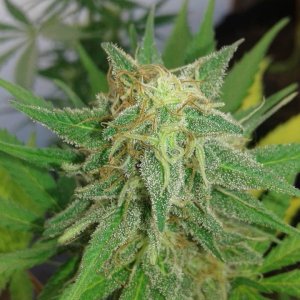 Blueberry four bud topped.jpg