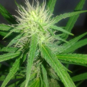 Top bud new buddha cheese.jpg