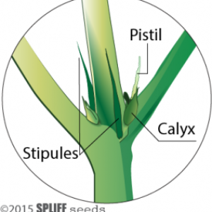 pistil-from-cannabis-plant.png