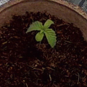 BlueMysticDay9to14.gif