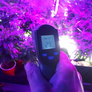 Temp at plant tips VEG.jpg