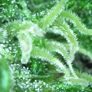 Royal Cream trichomes 3.png