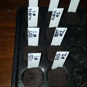 seedlings-day1.jpg