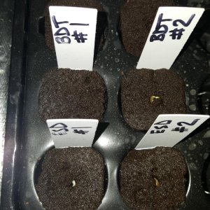 seedlings-day2-2.jpg