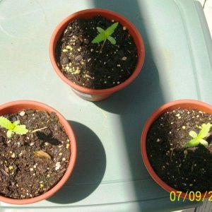 potted plants 8 days from planting sprouts