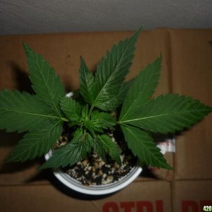 Blue_Widow_July_9th_Clone