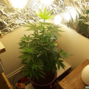 Plant with prior Cal/Mag Deficiency; Healthy Again :)