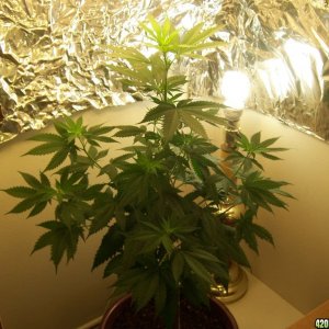 Plant with prior Cal/Mag Deficiency; Healthy Again :)