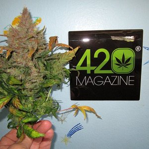 6big bud 2.JPG