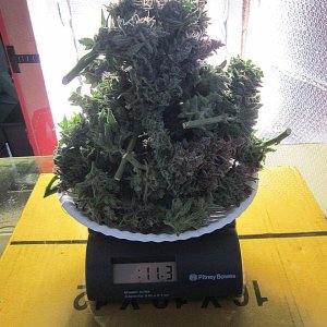 7plate o buds 11.3oz.JPG