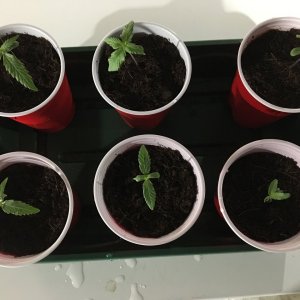 04 28 19 Seedlings.JPG