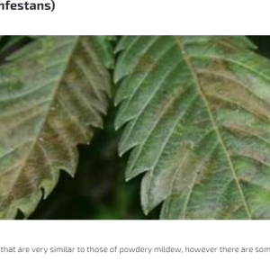 Leaves damaged due to mildew..PNG