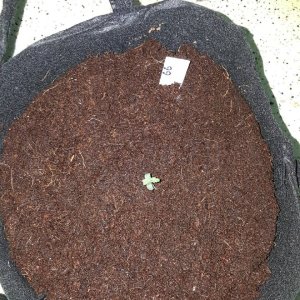 plant-seedling.jpg