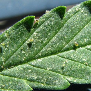 Spider Mite