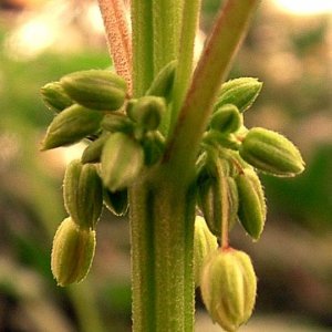 Cannabis_male_flowers