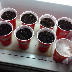 White widdow seedlings 1.jpg