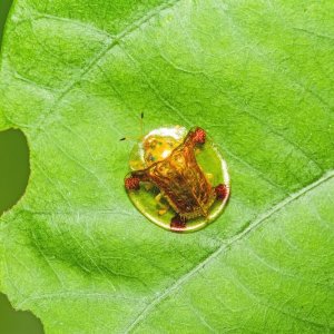 Golden Tortoise beetle.jpg