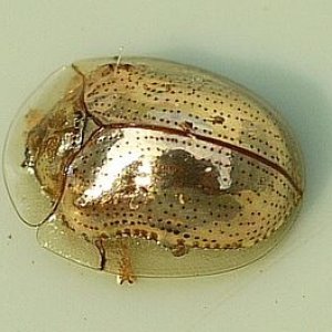 330px-Golden_Tortoise_Beetle_-_Charidotella_sexpunctata.jpg