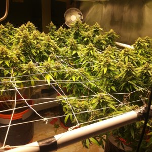 May 21 Canopy shot.jpg