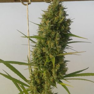 Buddha top bud.jpg