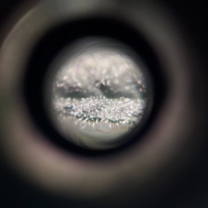 pcMicrotrichomes1.jpg