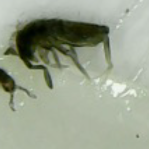 springtail.PNG