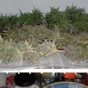 Buds after wash before trim.jpg