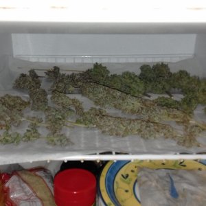 Trimmed buds.jpg