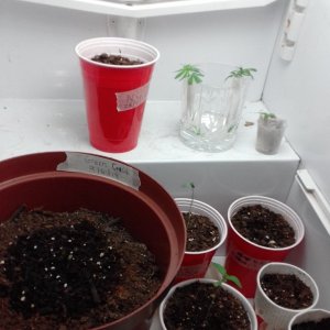 Seedlings and clones.jpg