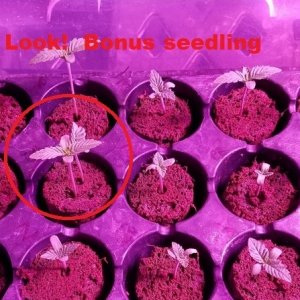 BonusSeedling.jpg