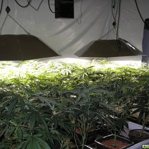 Grow_Room-2