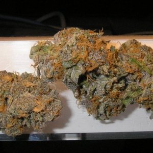 Purple_Diesel