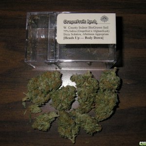 Grapefruit_Kush