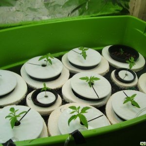 First Grow Week 1