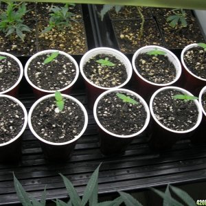 Third_Dimension_Seedlings_1