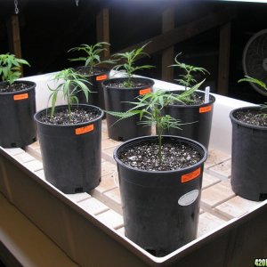 Future_Mother_Plants