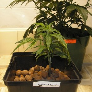 Grapefruit_Diesel_clone