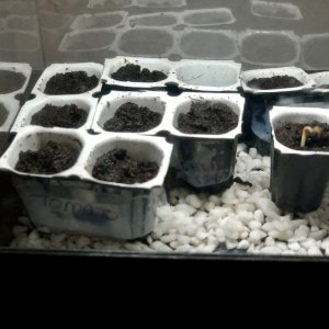 Day 4 -seedling.jpg