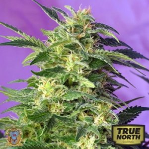 0_killer-kush-auto-sweet-seeds.jpg