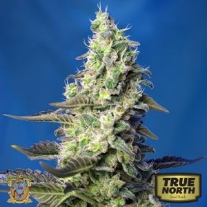 0_green-poison-auto-xl-sweet-seeds.jpg