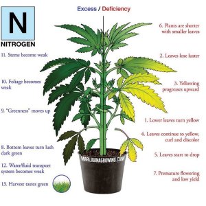 nutrient chart N only.jpg