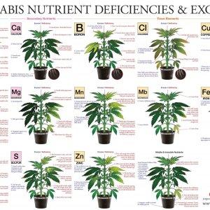 nutrient chart.jpg